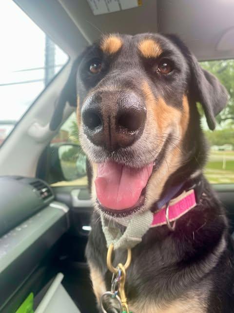 Enlarge Hana, a Adoptable German Shepherd Dog in Nashua, NH image 5/6