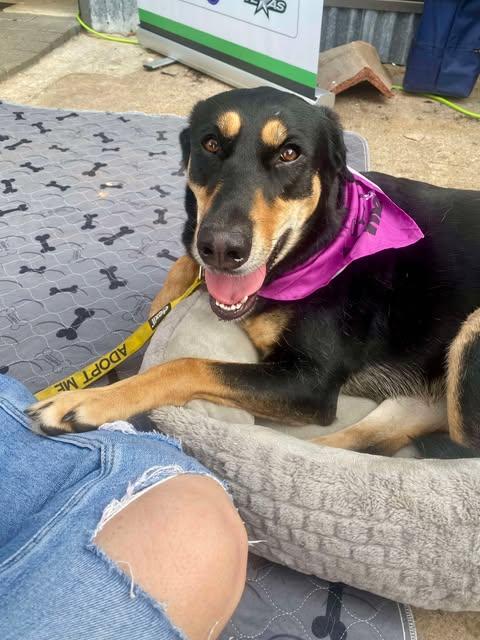 Enlarge Hana, a Adoptable German Shepherd Dog in Nashua, NH image 4/6