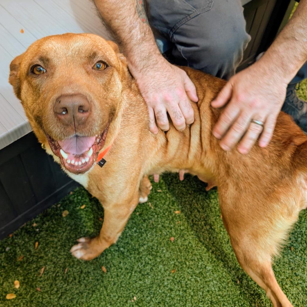 Mama Woods, Adoptable, Adult Female Mixed Breed.