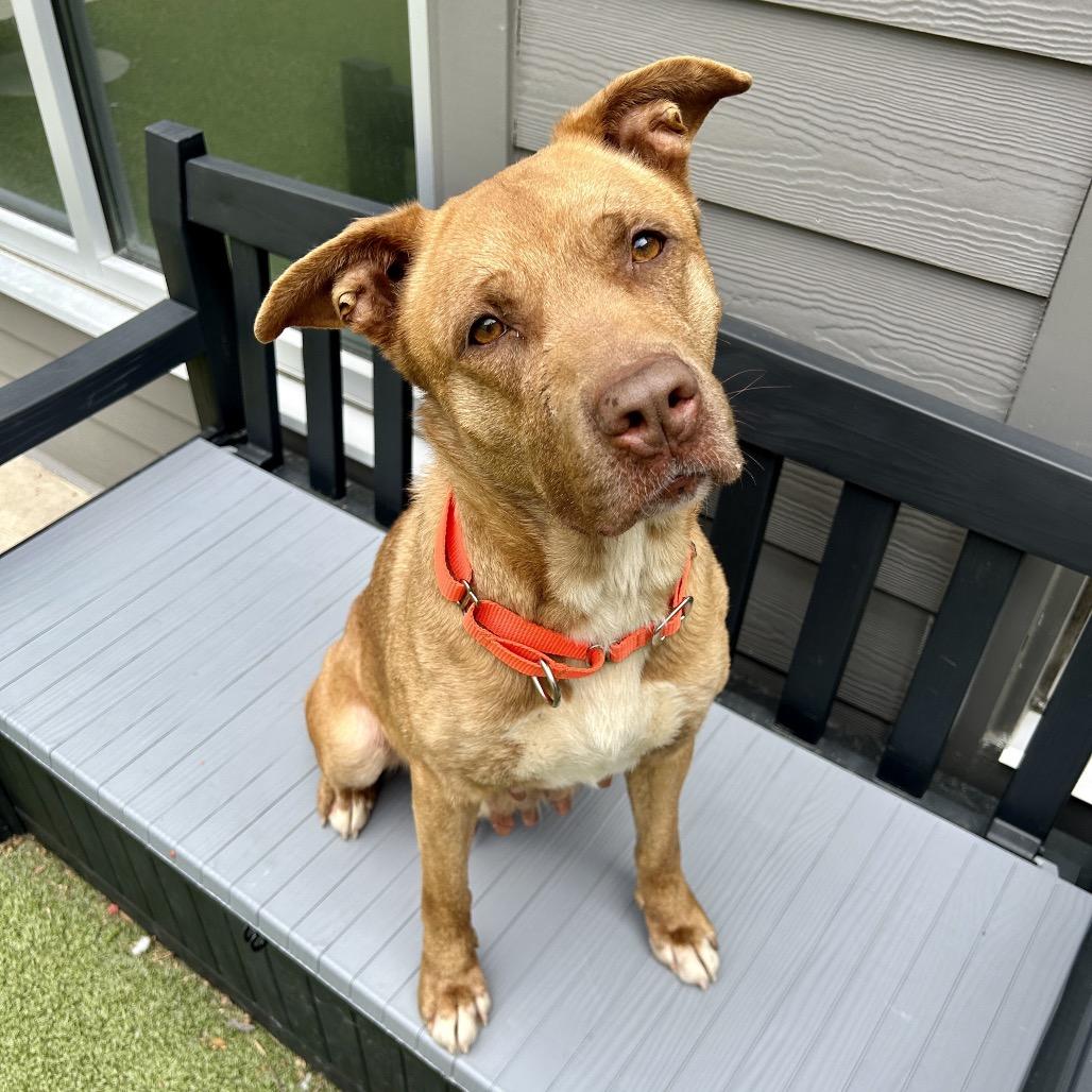 Enlarge Mama Woods, a Adoptable Mixed Breed in Greensboro, NC image 2/5