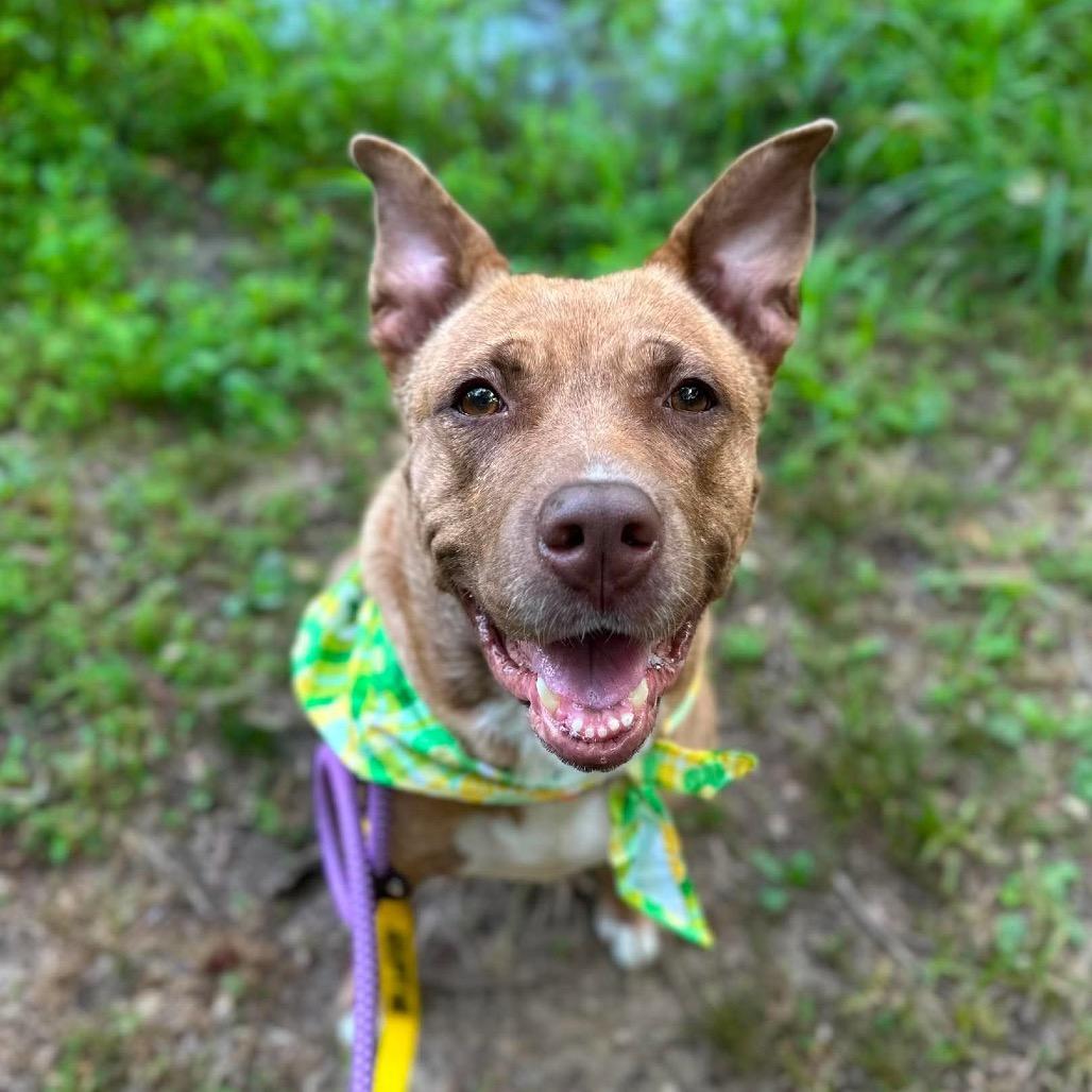 Enlarge Mama Woods, a Adoptable Mixed Breed in Greensboro, NC image 3/5
