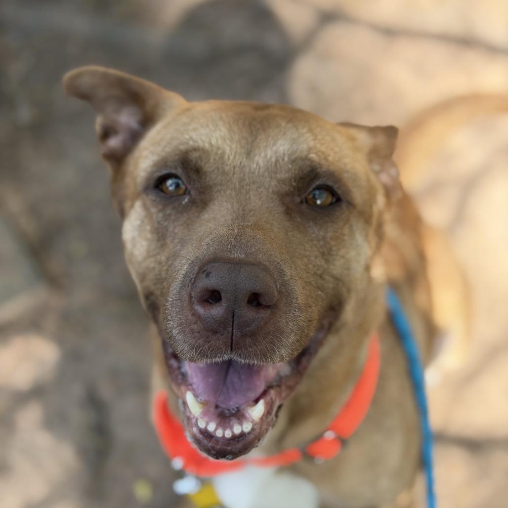 Enlarge Mama Woods, a Adoptable Mixed Breed in Greensboro, NC image 4/5
