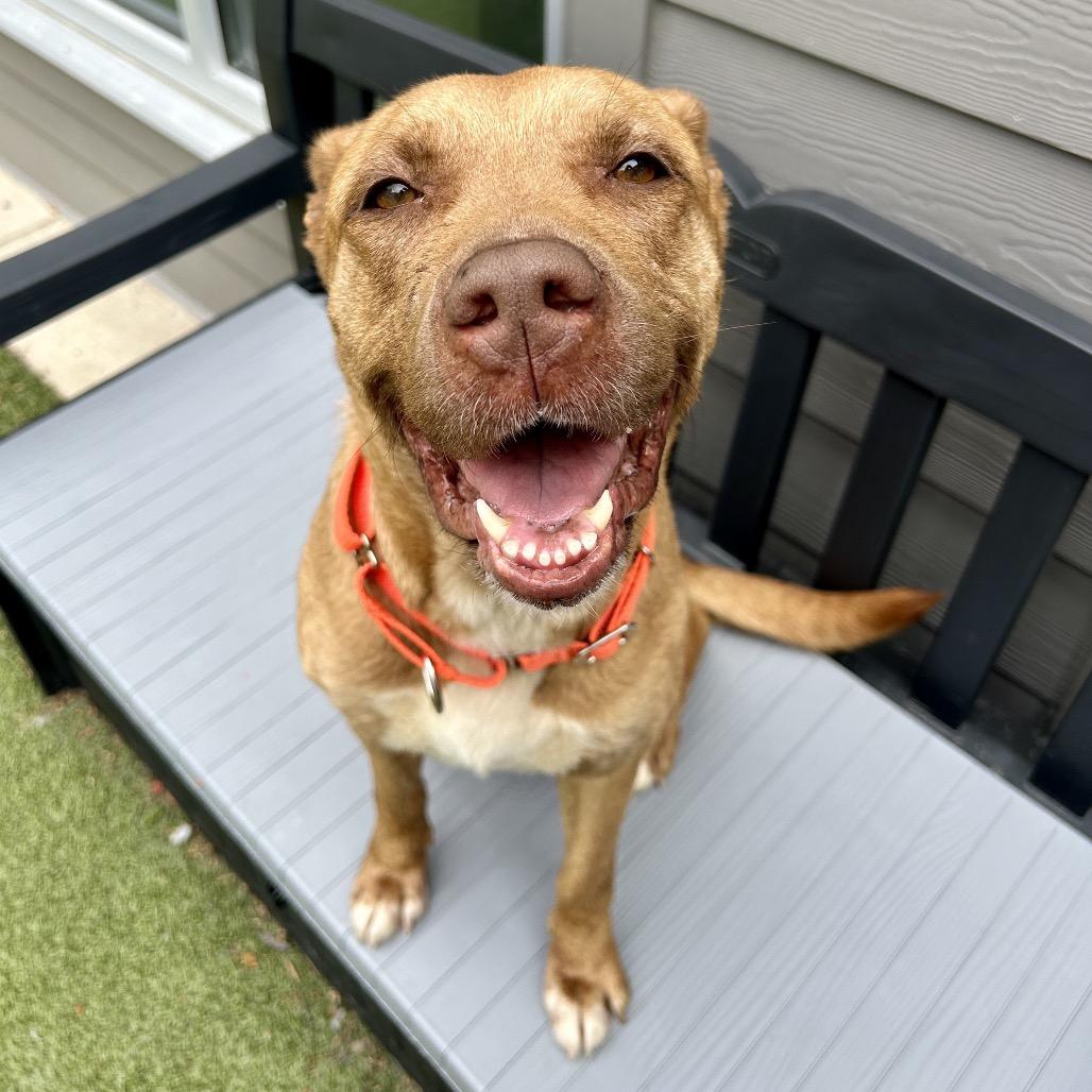 Enlarge Mama Woods, a Adoptable Mixed Breed in Greensboro, NC image 5/5