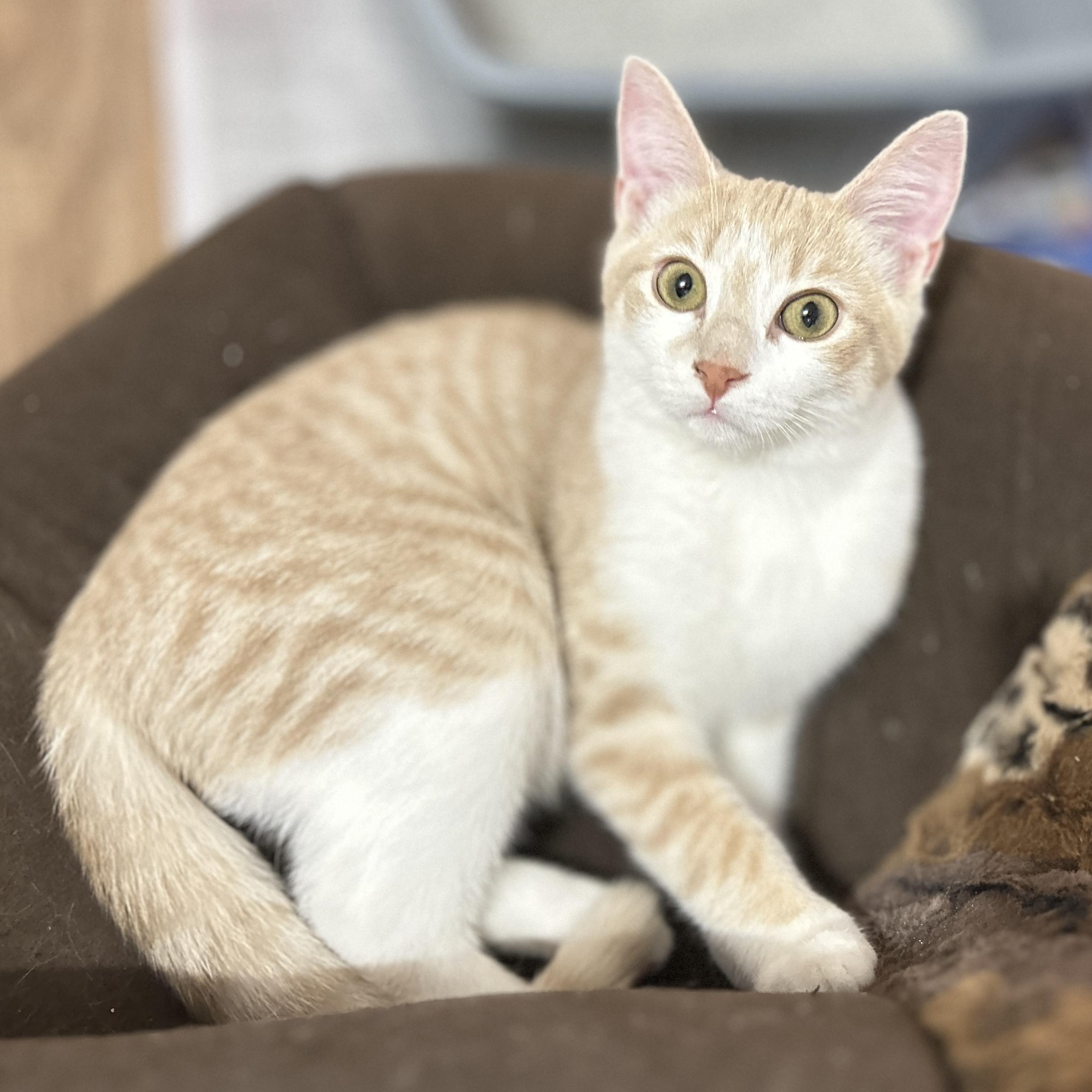 Degrassi, ADOPTABLE, Kitten Male Domestic Short Hair.