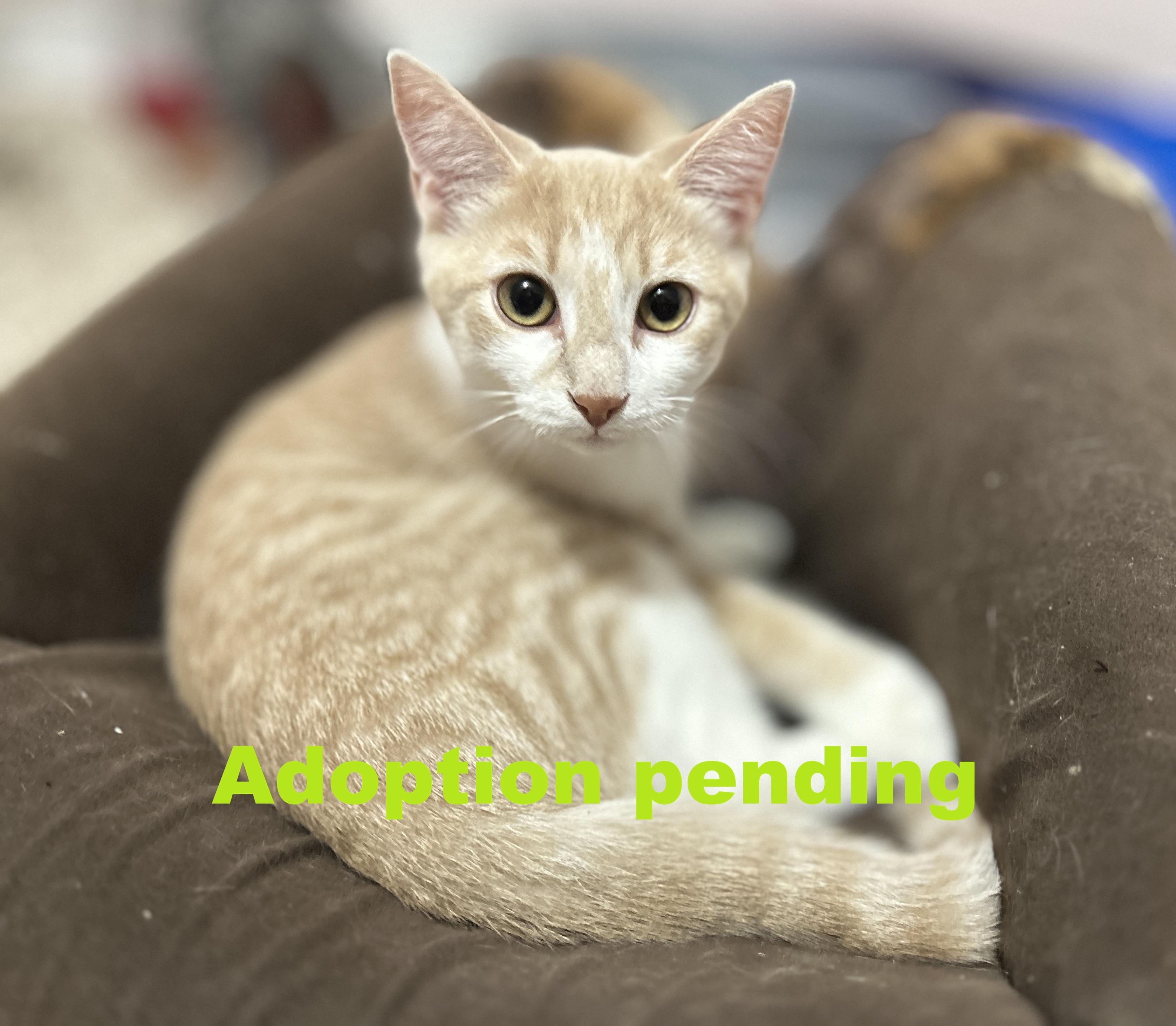 Degrassi, ADOPTABLE, Kitten Male Domestic Short Hair.