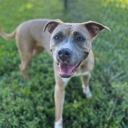 Enlarge Reba, a ADOPTABLE Mixed Breed in Dubuque, IA image 2/3