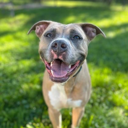Enlarge Reba, a ADOPTABLE Mixed Breed in Dubuque, IA image 1/3