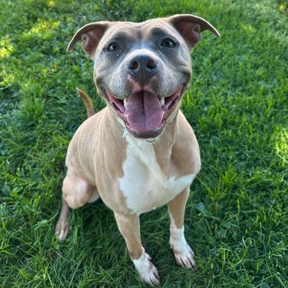 Enlarge Reba, a ADOPTABLE Mixed Breed in Dubuque, IA image 3/3