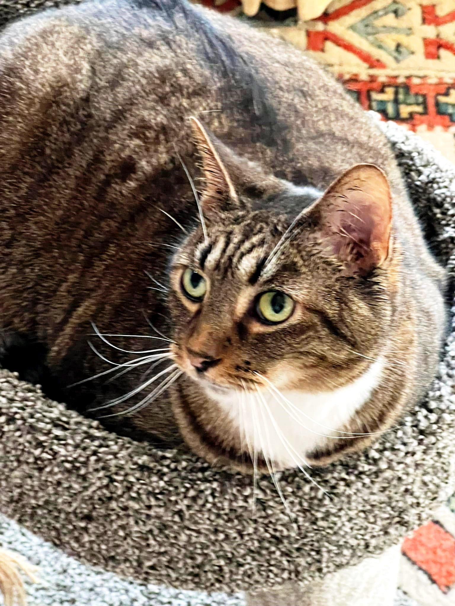 Buebchen, Adopted, Adult Male Domestic Short Hair.