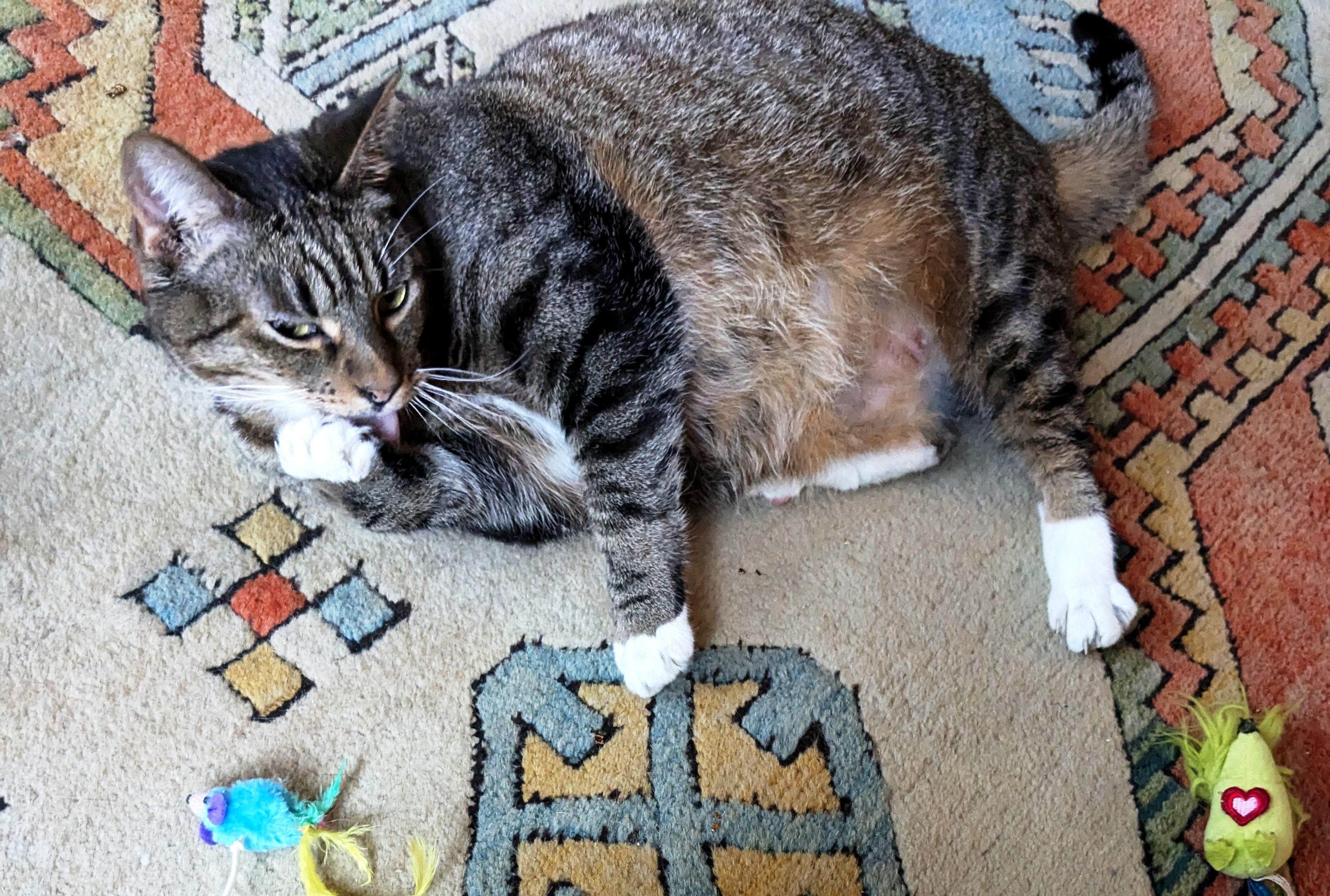 Enlarge Buebchen, a Adopted Domestic Short Hair in Nolensville, TN image 2/3