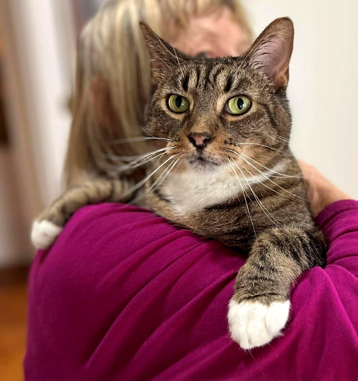 Enlarge Buebchen, a Adopted Domestic Short Hair in Nolensville, TN image 3/3