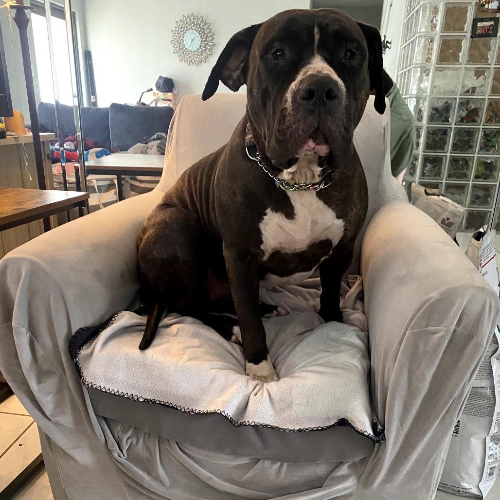 Jade, Adoptable, Adult Female Mastiff & Mixed Breed.