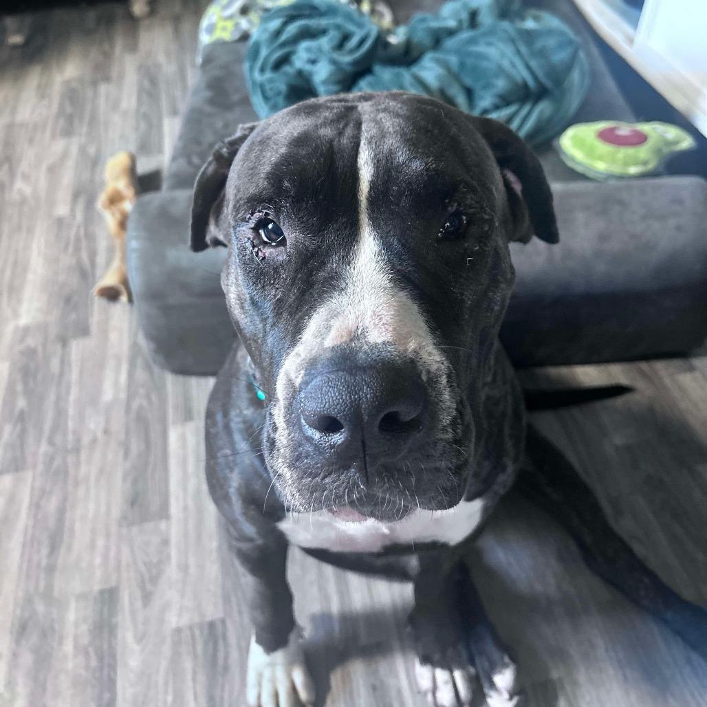 Enlarge Jade, a Adoptable mixed breed in Juno Beach, FL image 1/5