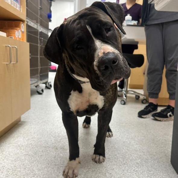 Enlarge Jade, a Adoptable mixed breed in Juno Beach, FL image 2/5