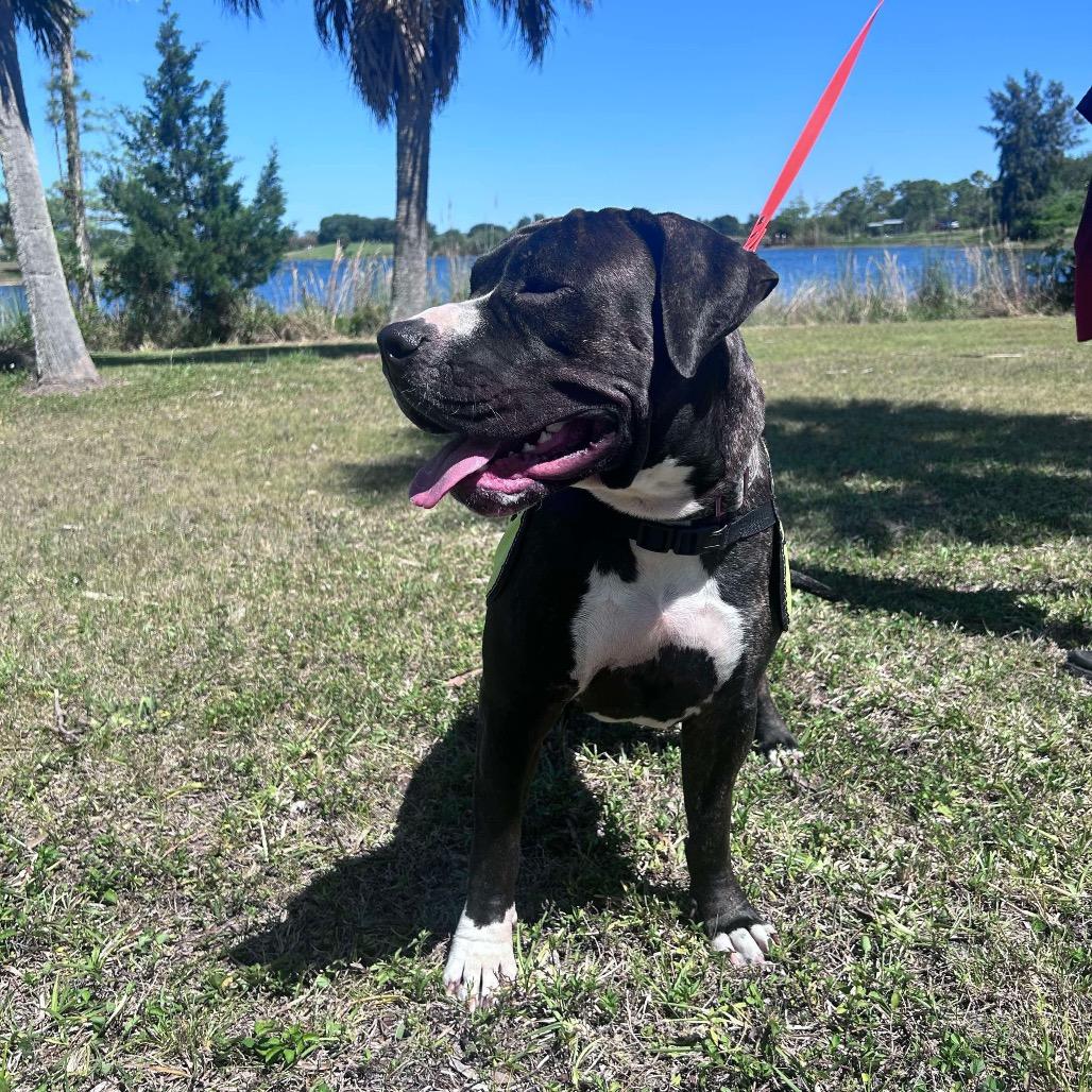 Enlarge Jade, a Adoptable mixed breed in Juno Beach, FL image 3/5