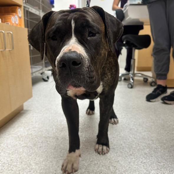 Enlarge Jade, a Adoptable mixed breed in Juno Beach, FL image 4/5