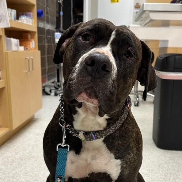 Enlarge Jade, a Adoptable mixed breed in Juno Beach, FL image 5/5