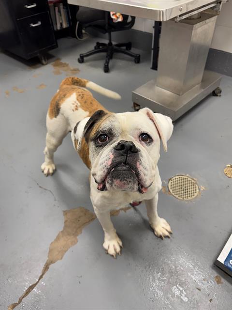 FLACO, Adoptable, Senior Male American Bulldog.