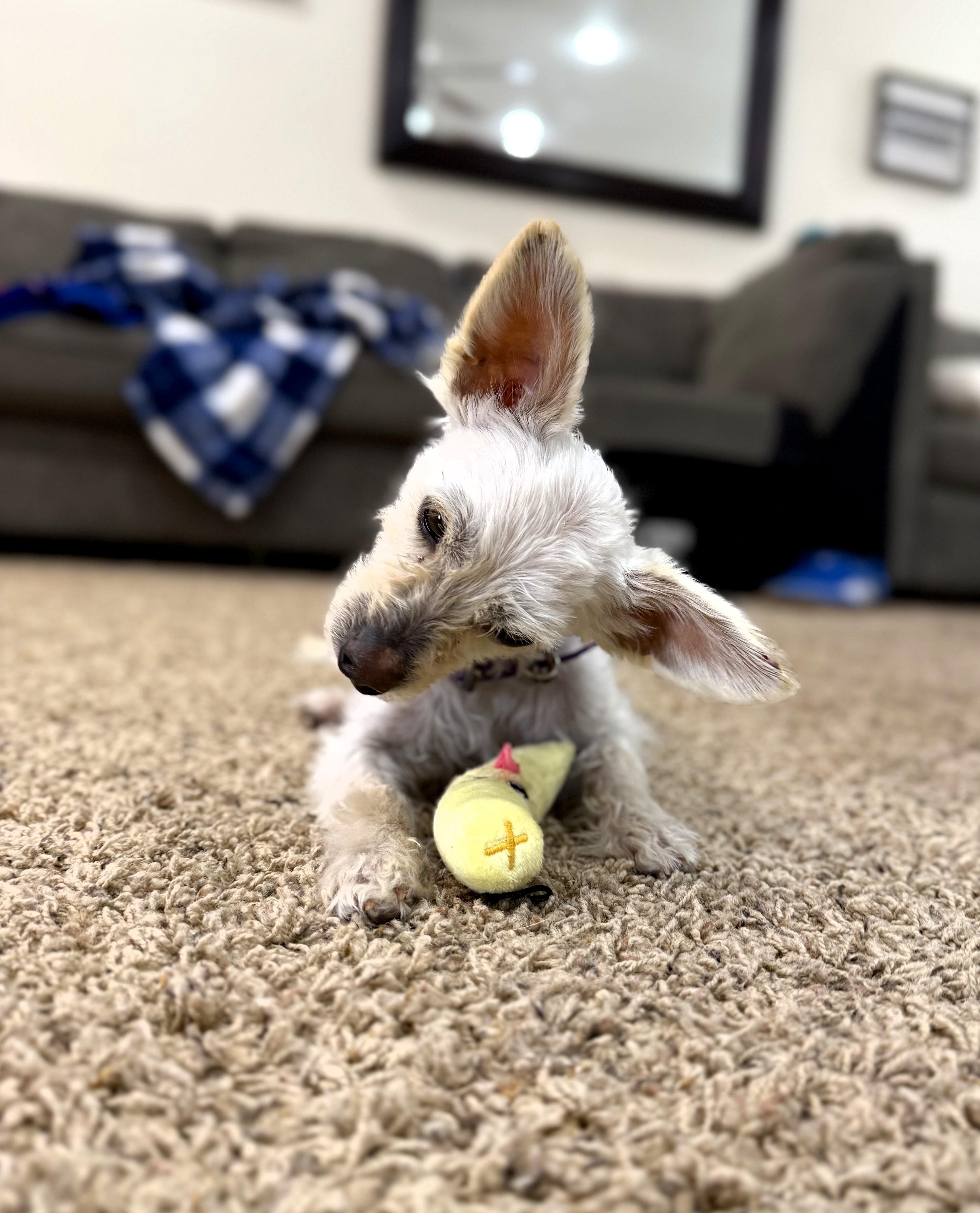 Fred, a ADOPTABLE Chihuahua in Salt Lake City, UT image 4/6
