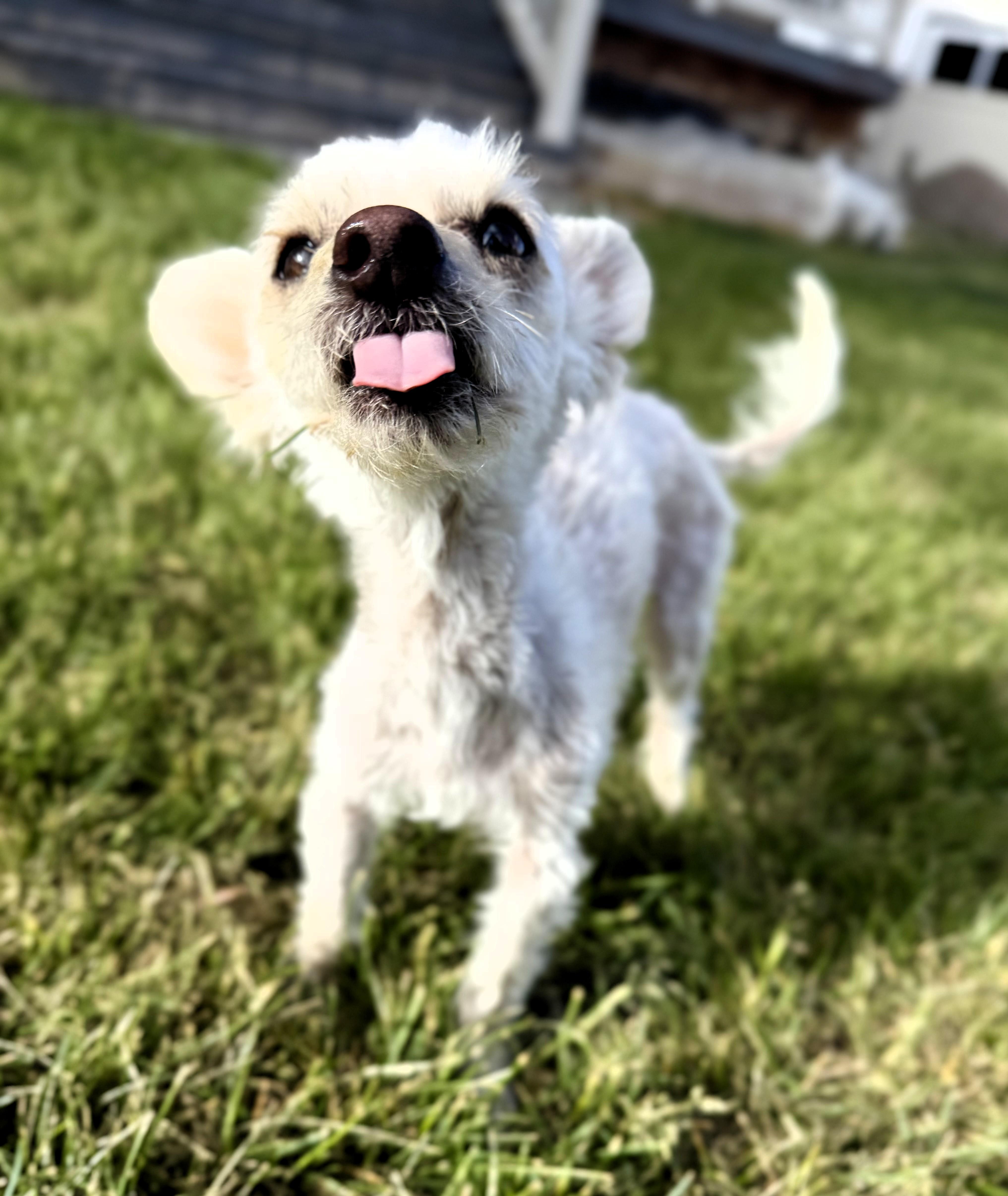 Fred, a ADOPTABLE Chihuahua in Salt Lake City, UT image 5/6