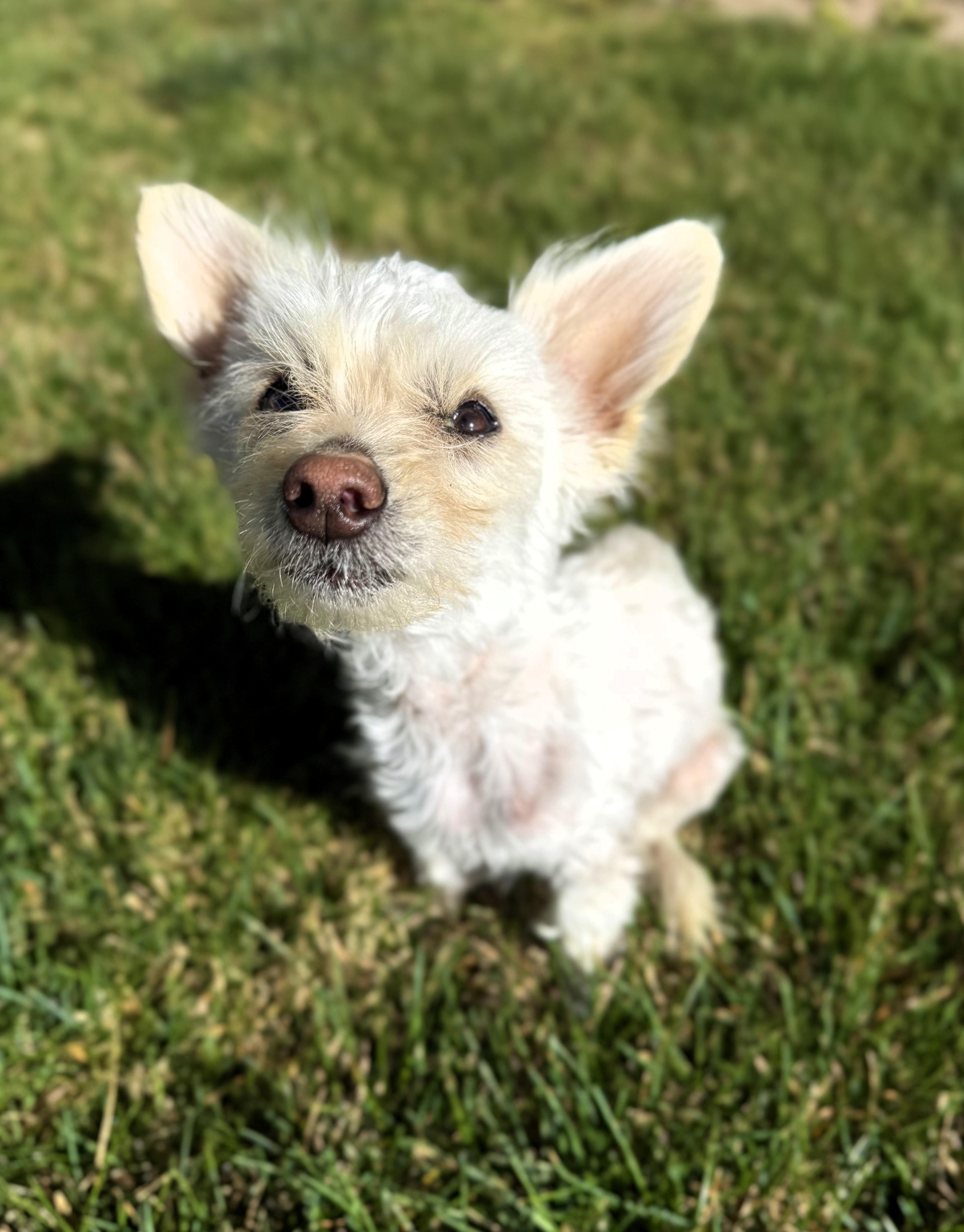 Fred, a ADOPTABLE Chihuahua in Salt Lake City, UT image 2/6