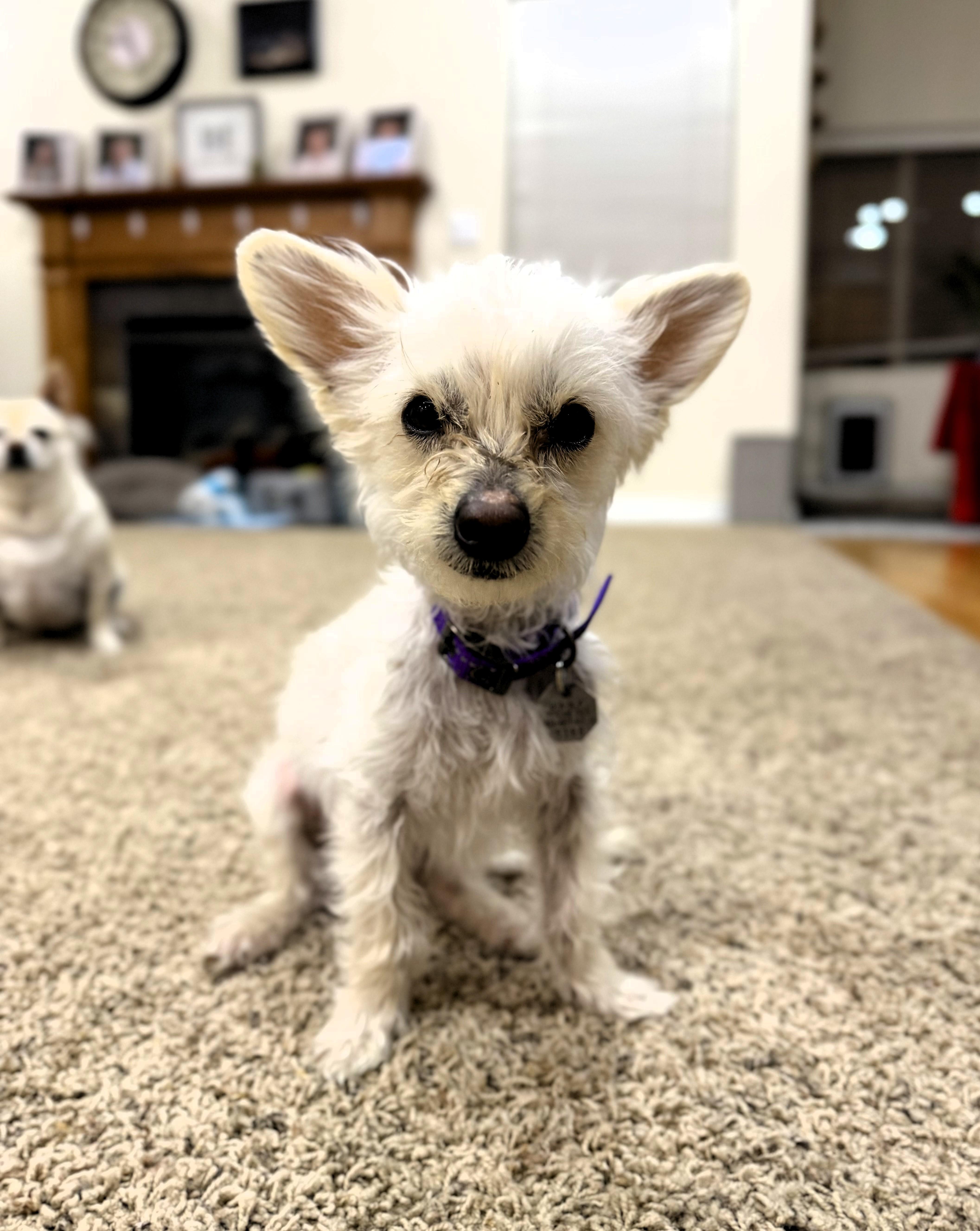 Fred, a ADOPTABLE Chihuahua in Salt Lake City, UT image 6/6