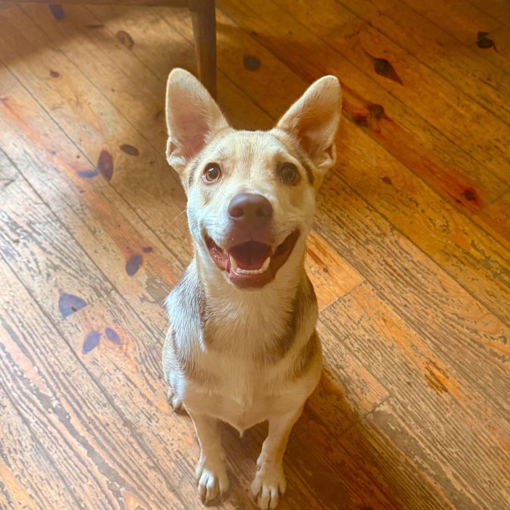 Enlarge Dolly, a Adoptable mixed breed in Milford, NY image 2/2