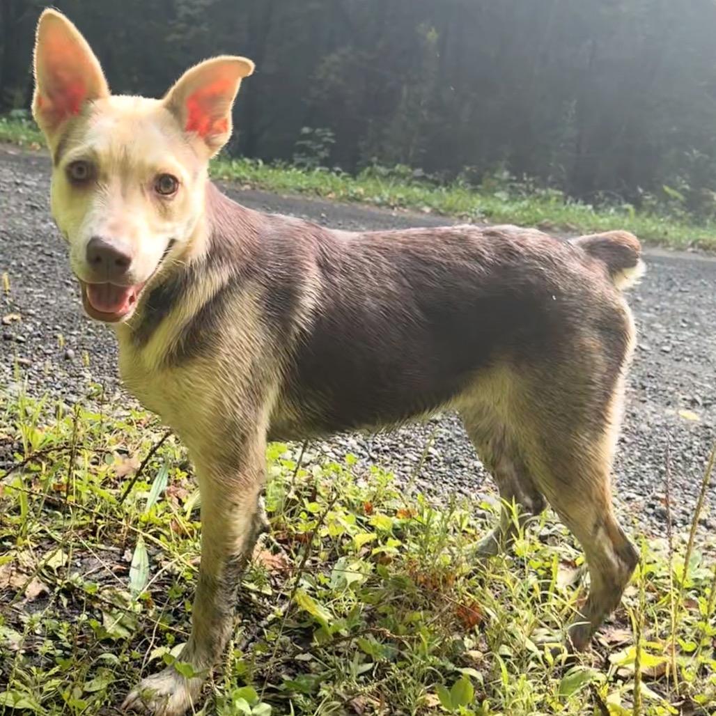 Enlarge Dolly, a Adoptable mixed breed in Milford, NY image 1/2