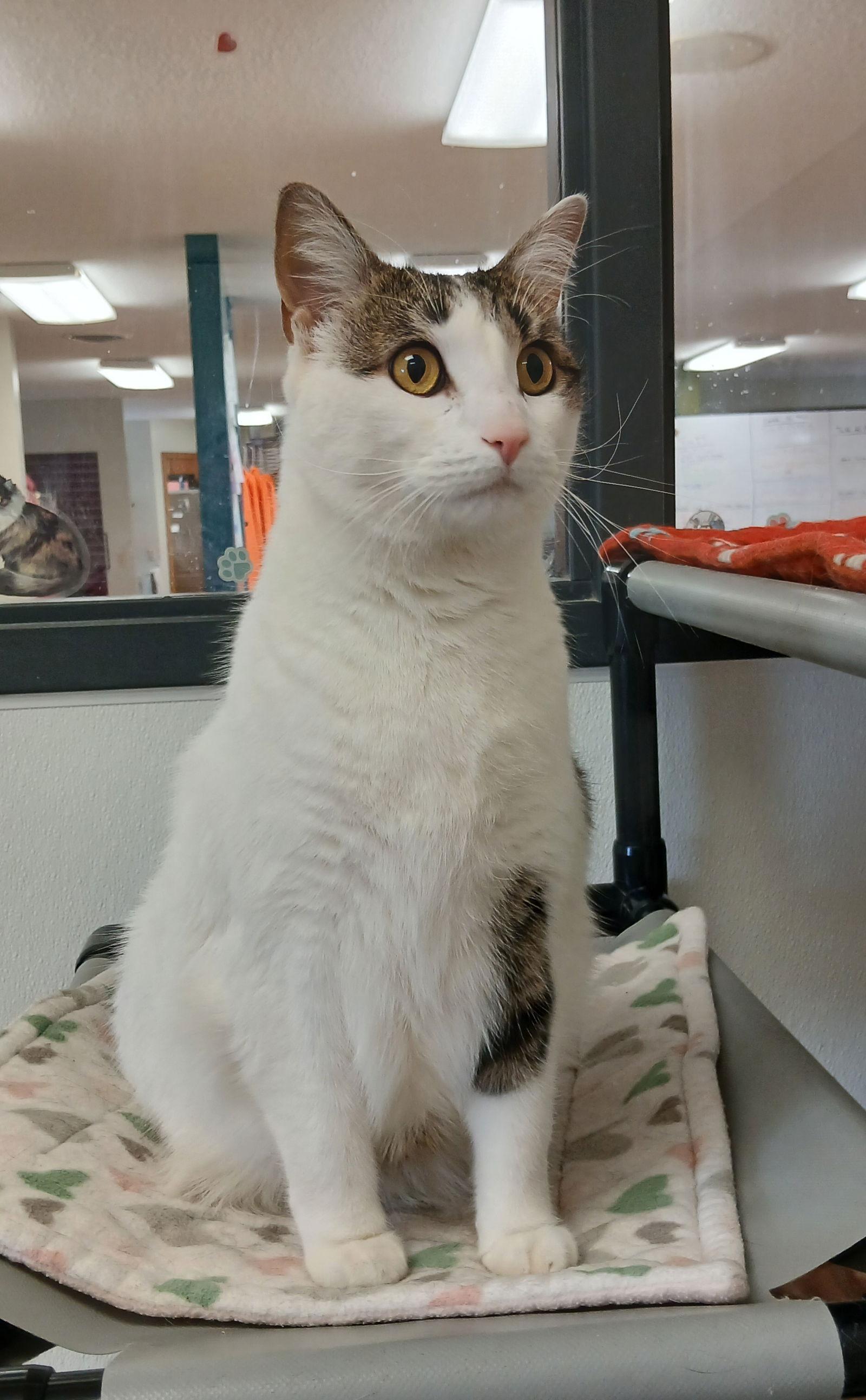 Enlarge Niel, a Adoptable mixed breed in Bay City, MI image 1/1