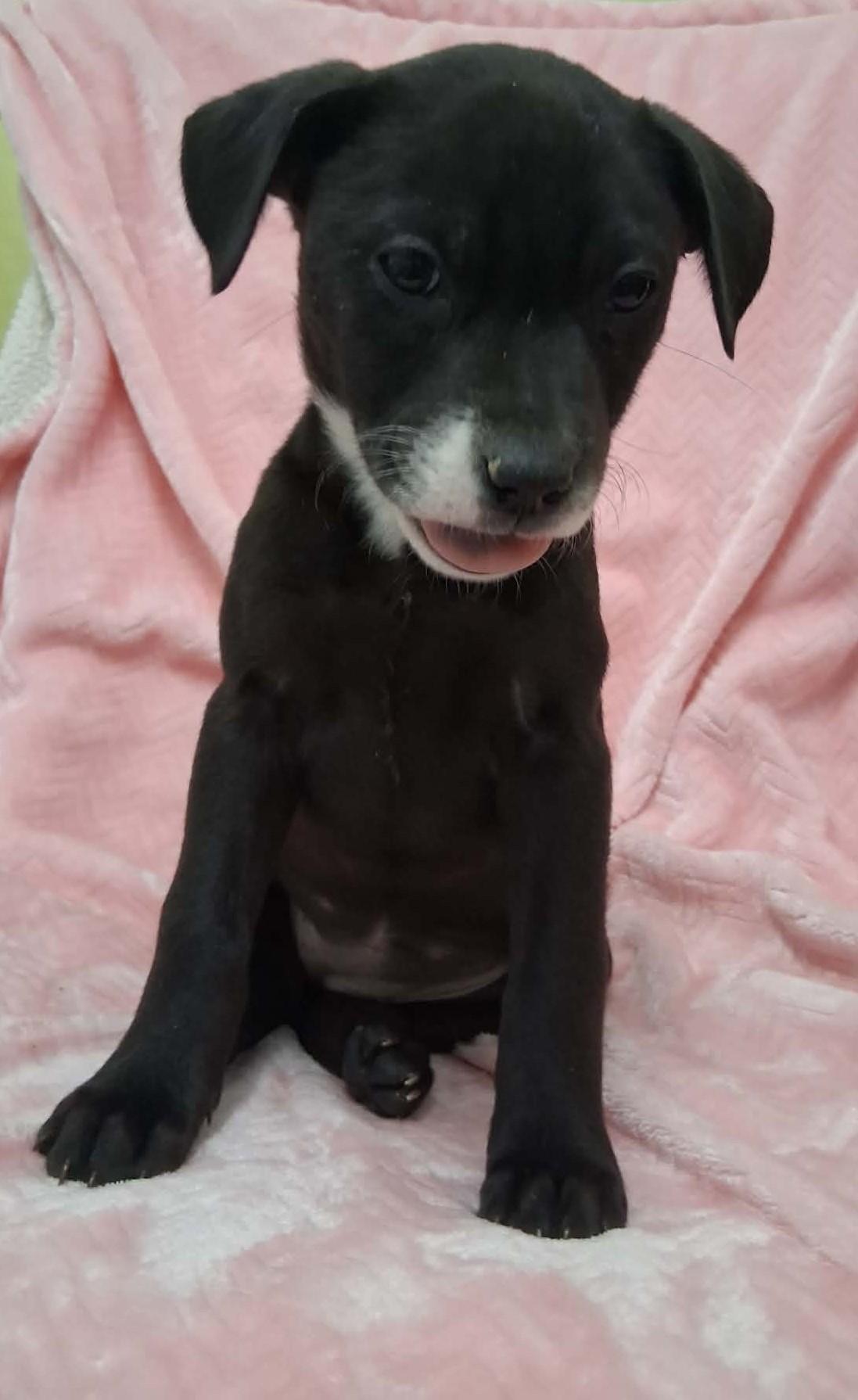 Enlarge Molly, a ADOPTABLE Mixed Breed in Springfield, VT image 4/5