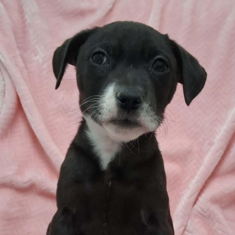 Molly, ADOPTABLE, Puppy Female Mixed Breed.