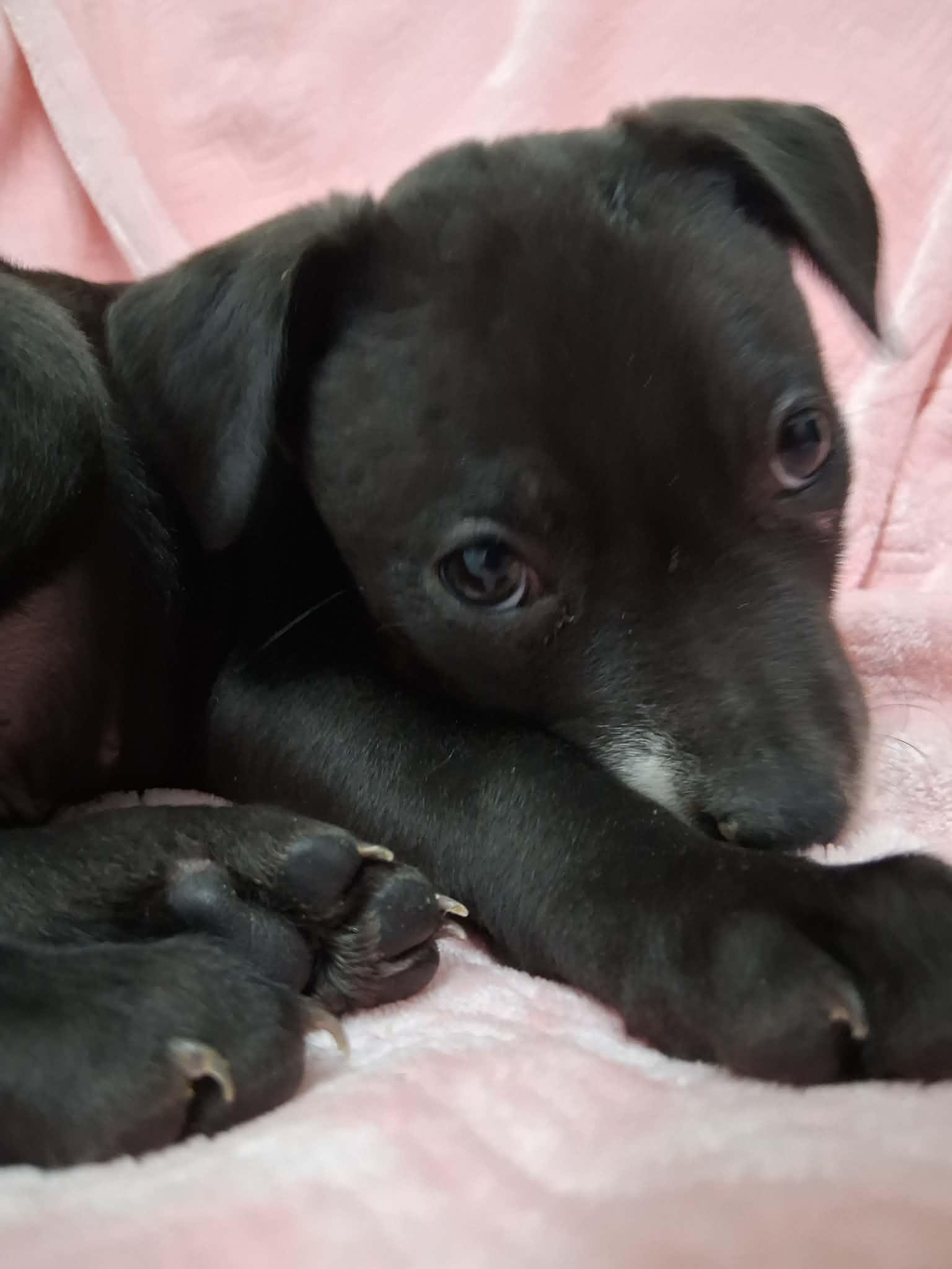 Enlarge Molly, a ADOPTABLE Mixed Breed in Springfield, VT image 2/5