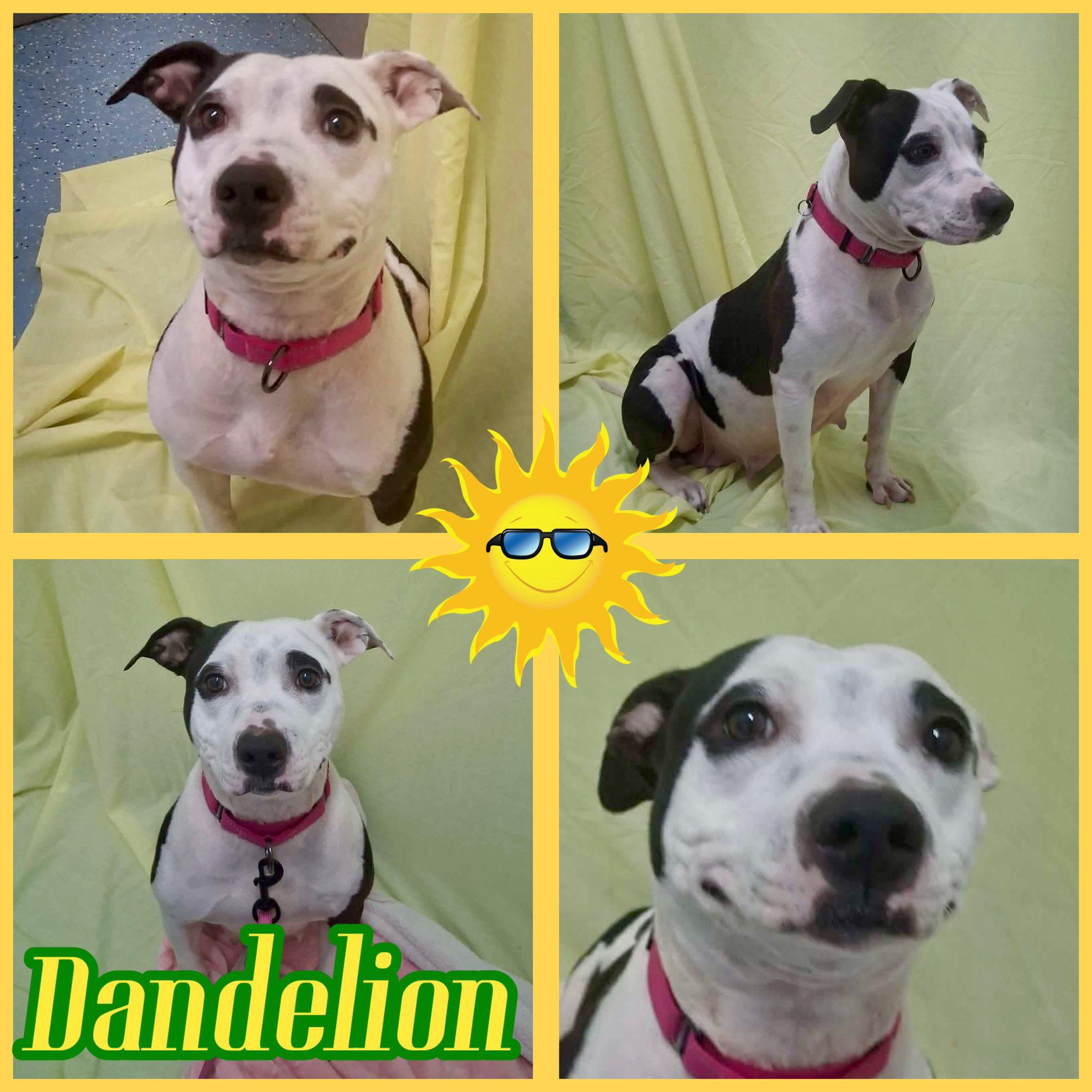 Enlarge Molly, a ADOPTABLE Mixed Breed in Springfield, VT image 5/5