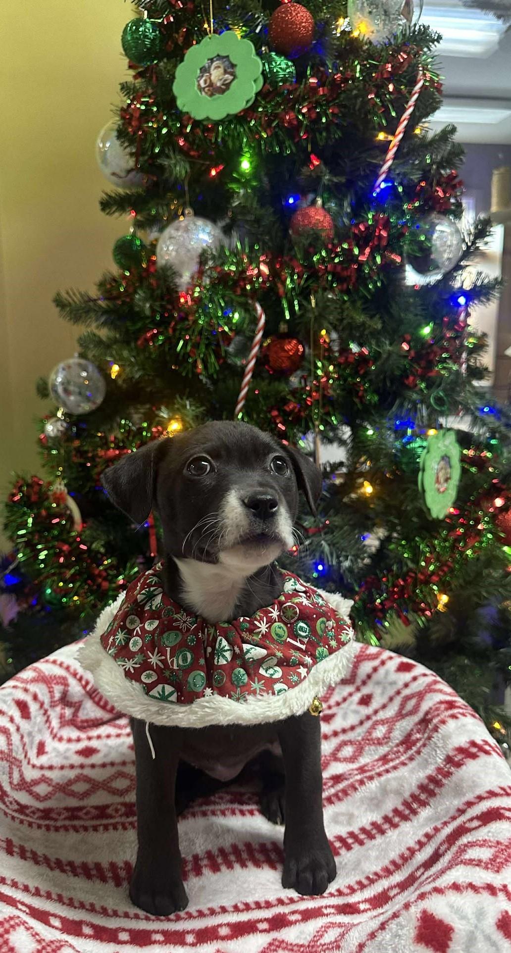 Enlarge Molly, a ADOPTABLE Mixed Breed in Springfield, VT image 3/5