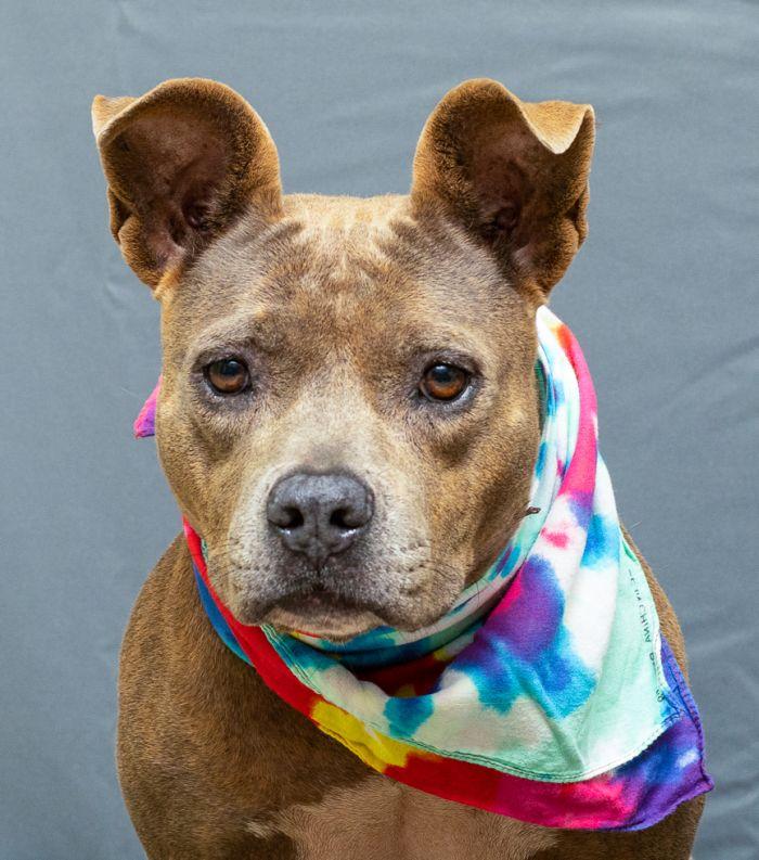 Blue, Adoptable, Adult Female American Staffordshire Terrier.