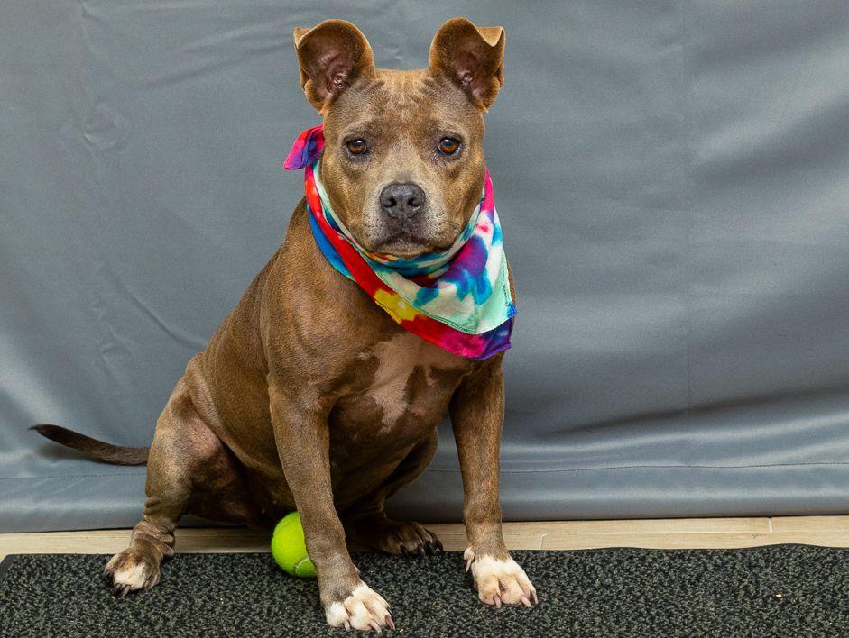 Enlarge Blue, a Adoptable mixed breed in Sanford, FL image 2/4