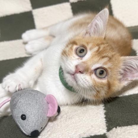 Enlarge Bulbasaur (G), a Adoptable Domestic Short Hair in Commerce City, CO image 1/6