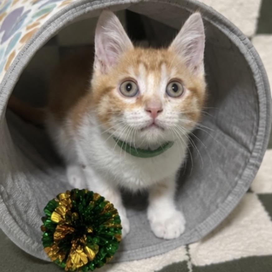 Enlarge Bulbasaur (G), a Adoptable Domestic Short Hair in Commerce City, CO image 2/6