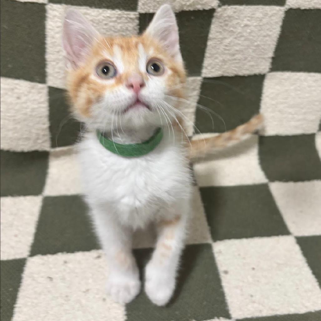 Enlarge Bulbasaur (G), a Adoptable Domestic Short Hair in Commerce City, CO image 3/6