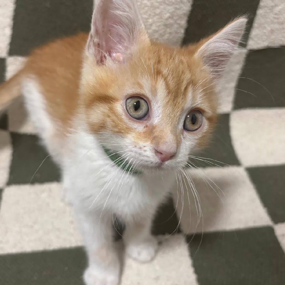 Bulbasaur (G), Adoptable, Kitten Male Domestic Short Hair.