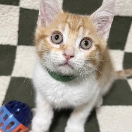Enlarge Bulbasaur (G), a Adoptable Domestic Short Hair in Commerce City, CO image 6/6