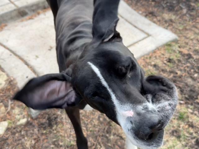 Larry, a ADOPTABLE Great Dane in Aurora, IL image 5/6