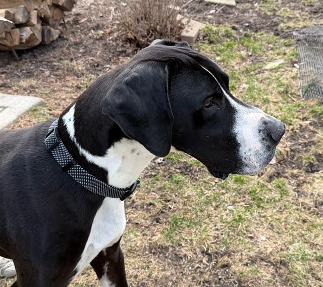 Larry, a ADOPTABLE Great Dane in Aurora, IL image 4/6