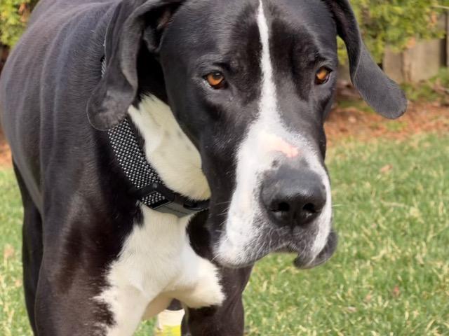 Larry, a ADOPTABLE Great Dane in Aurora, IL image 1/6