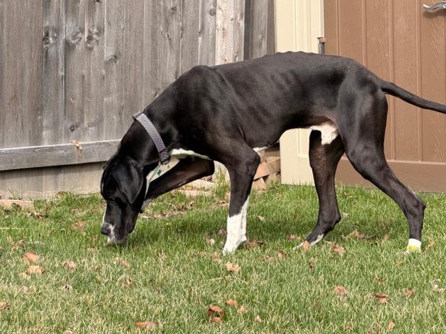 Larry, a ADOPTABLE Great Dane in Aurora, IL image 3/6