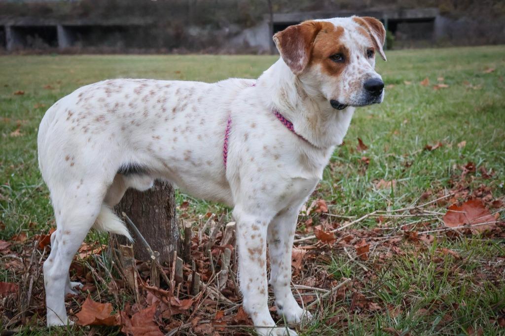 Enlarge TJ, a Adoptable mixed breed in Columbia, TN image 2/6