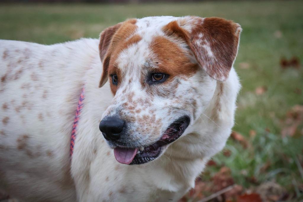 Enlarge TJ, a Adoptable mixed breed in Columbia, TN image 4/6
