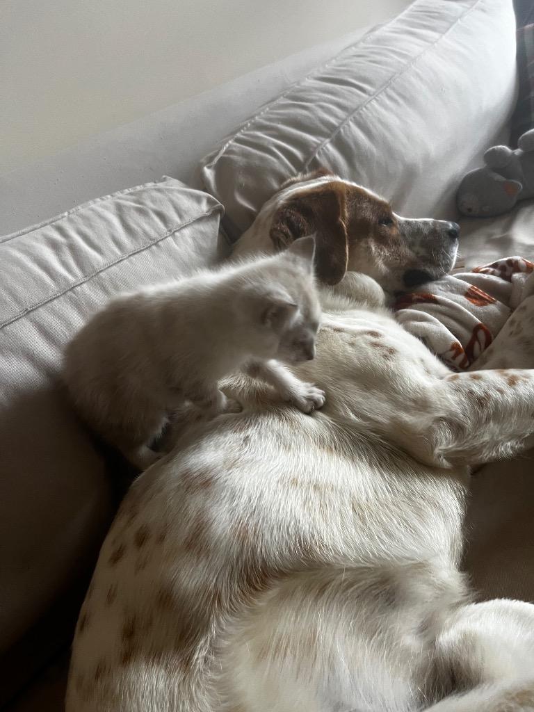 Enlarge TJ, a Adoptable mixed breed in Columbia, TN image 5/6