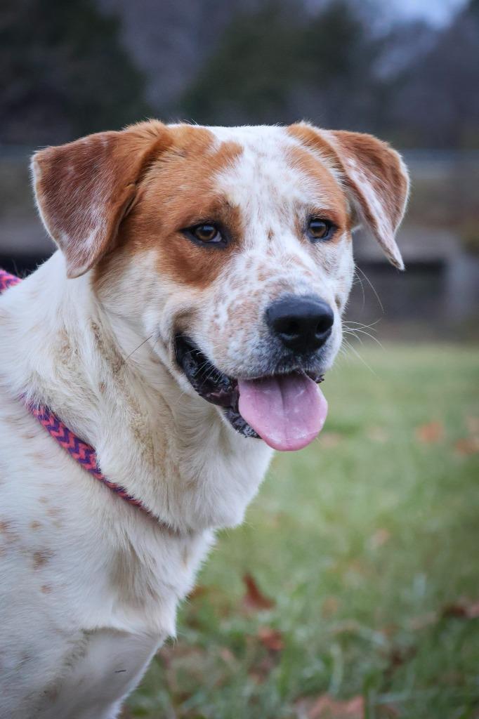 Enlarge TJ, a Adoptable mixed breed in Columbia, TN image 6/6