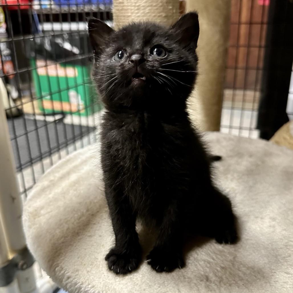 Dennis, Adoptable, Kitten Male Domestic Short Hair.